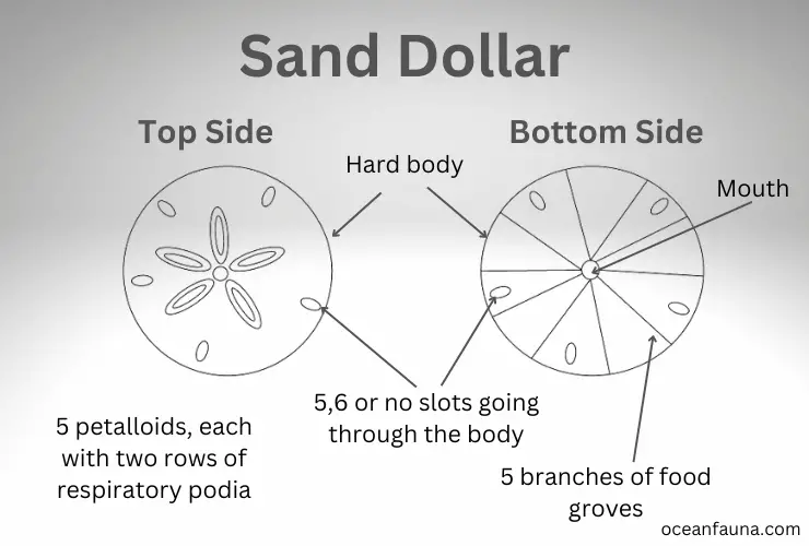 sand dollar anatomy