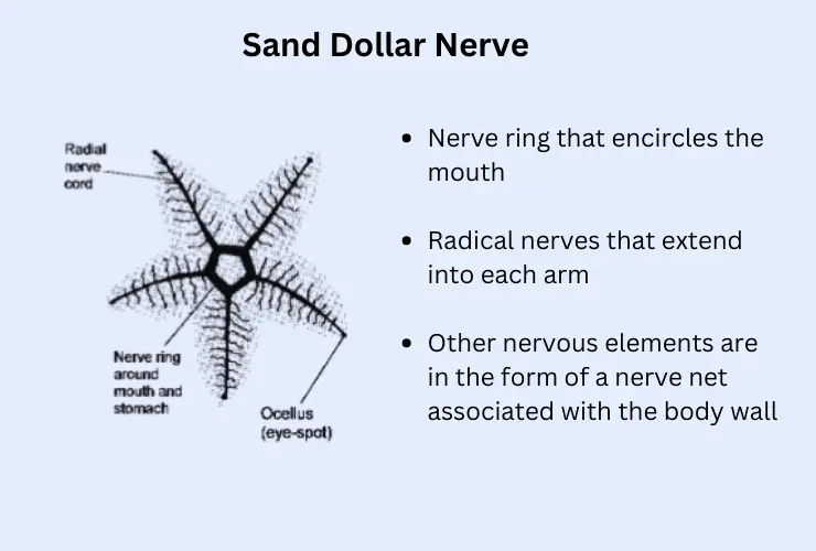 sand dollar nerveous system