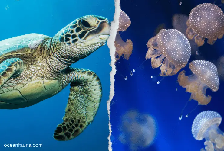 sea turtle and jellyfish