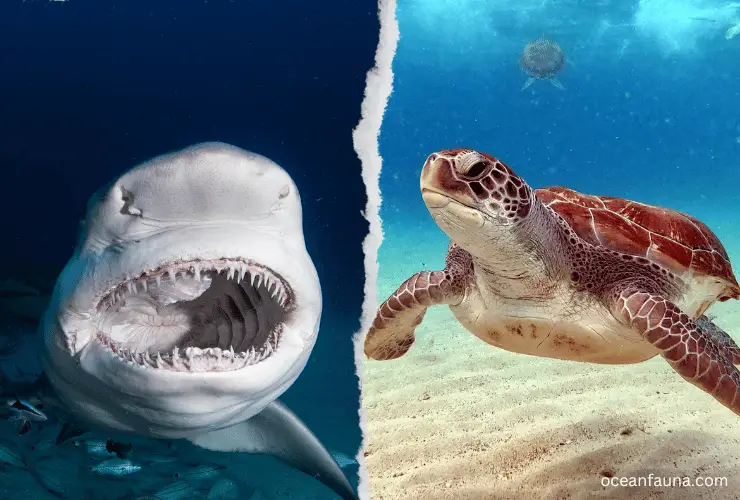 shark vs sea turtle