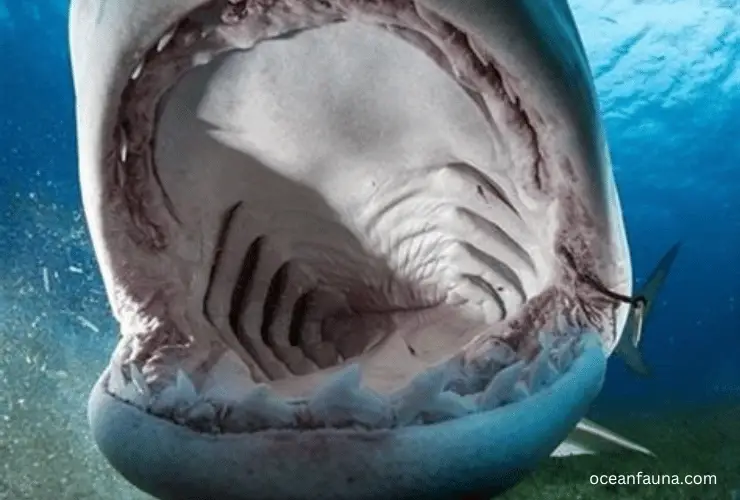 sharks mouth and tongue