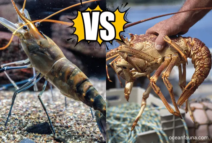 shrimp vs lobster