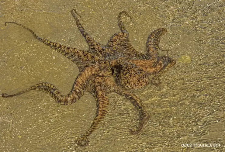 California Two-Spot Octopus