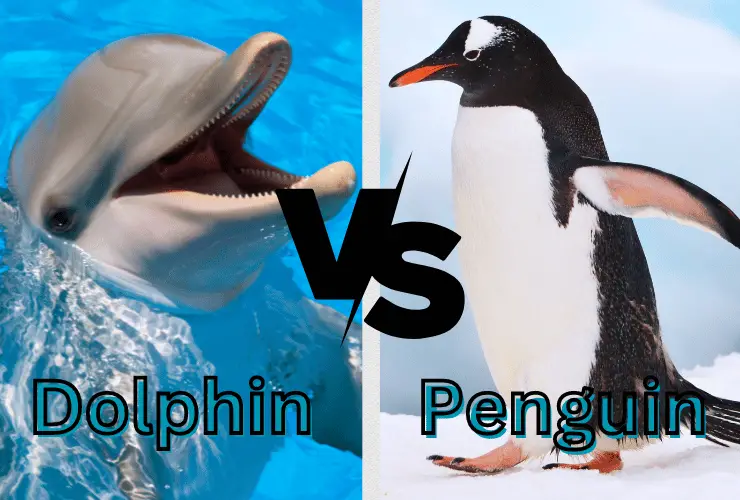 Dolphin and penguin