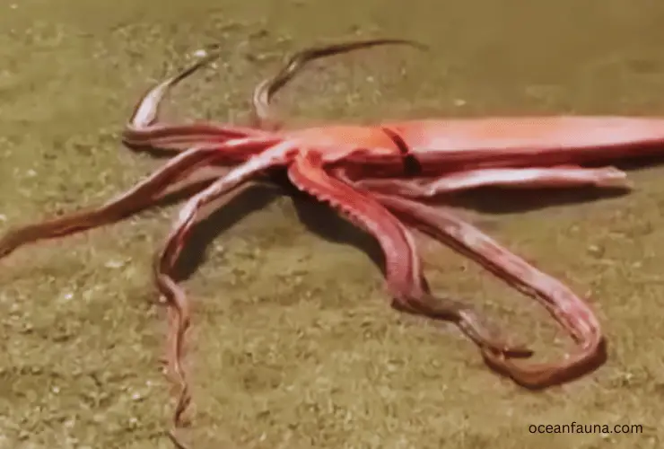 Giant Squid