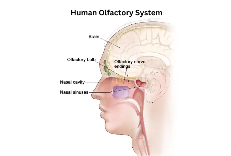 Human Olfactory System
