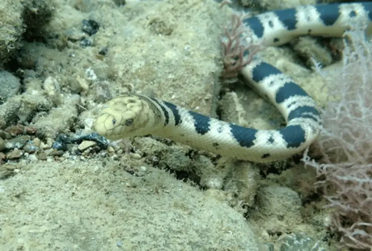 olive headed sea snake