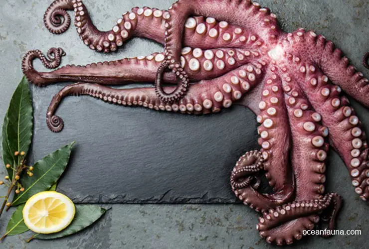Role Of Octopus' Behaviour In Surviving After Cutting