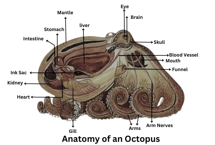 anatomy of an octopus