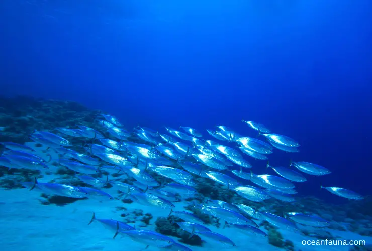group of tuna