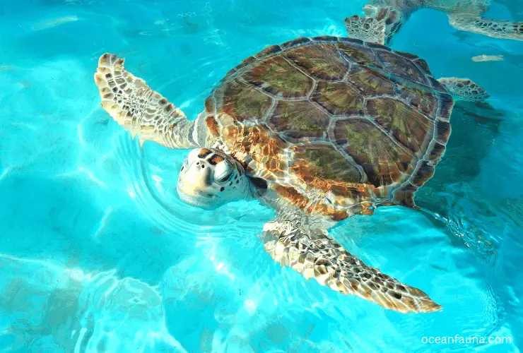 sea turtle (5)