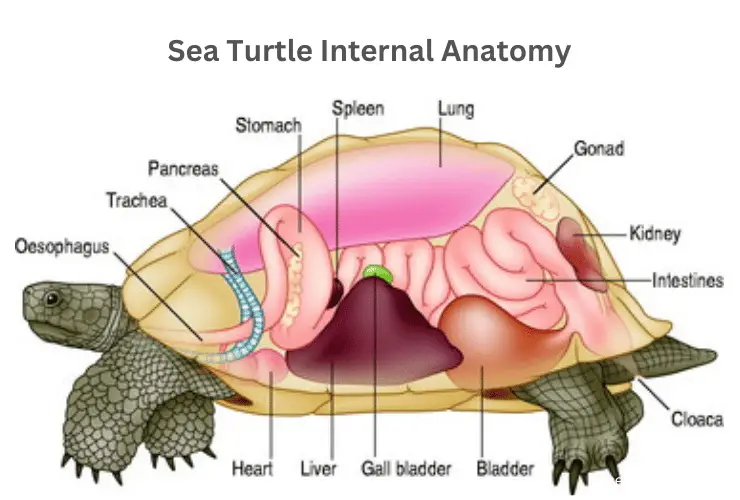 Sea turtle anatomy