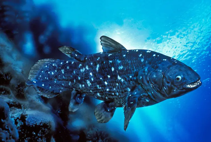 Coelacanth