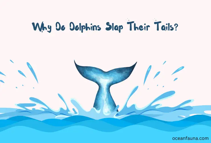 why do dolphins slap their tails