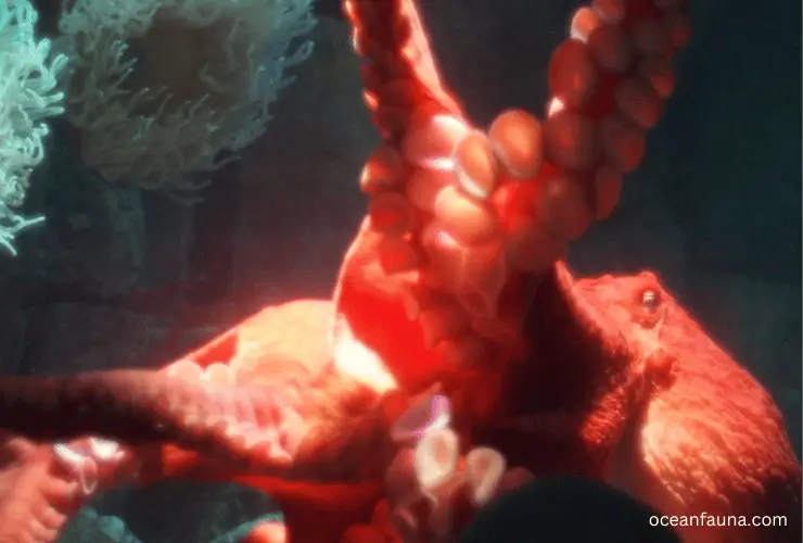 Giant Pacific Octopus 