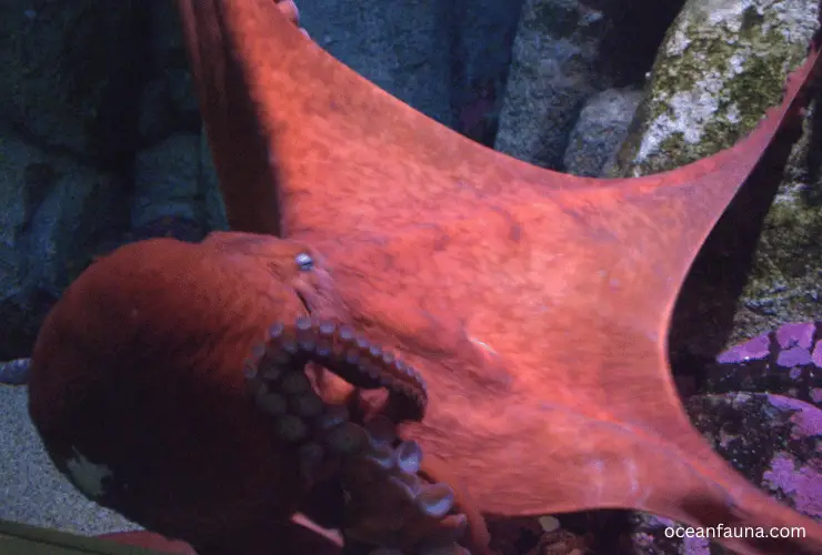 Giant Pacific Octopus 