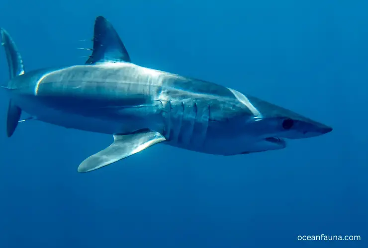 longfin mako shark