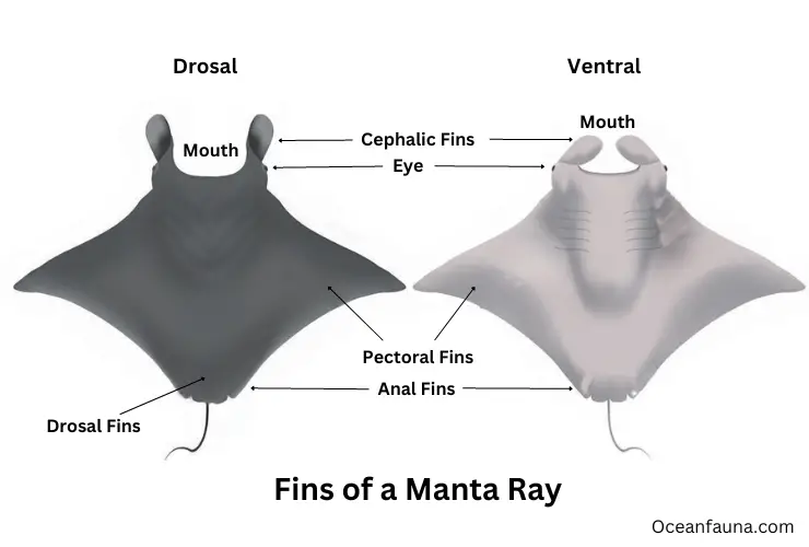 Manta Ray Fins