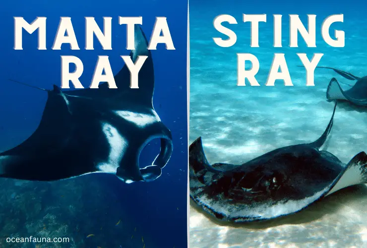 Manta Ray and sting ray
