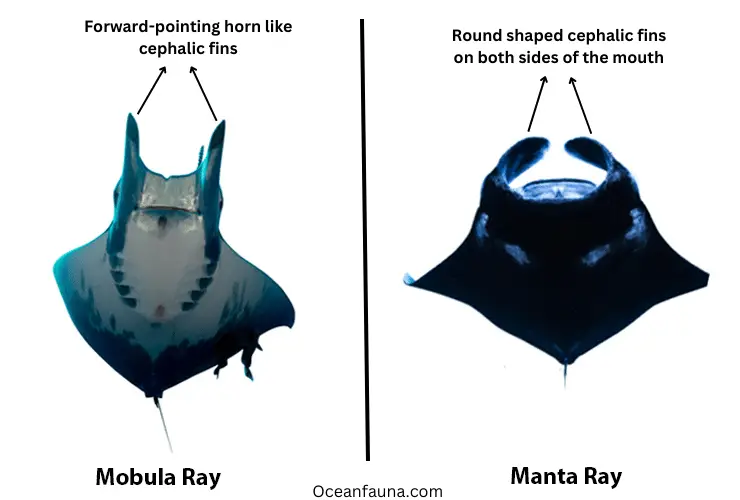 Manta Ray vs Mobula Ray