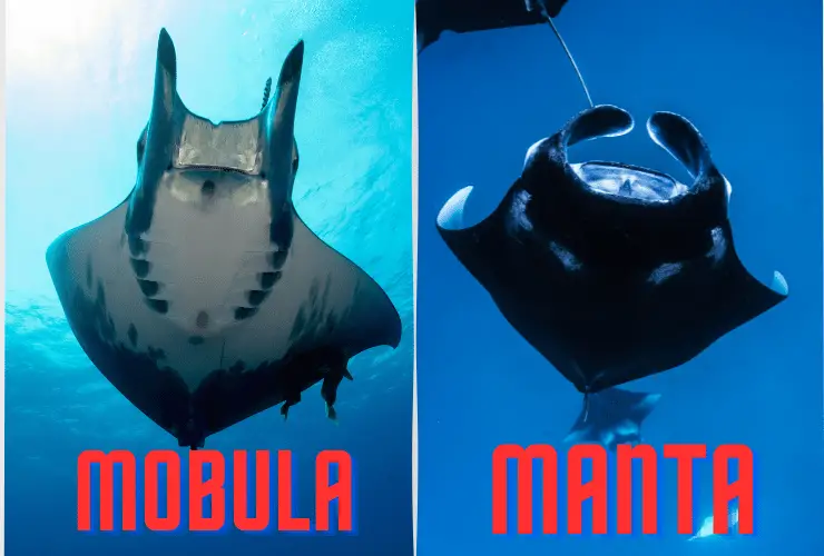 Mobula vs Manta Ray