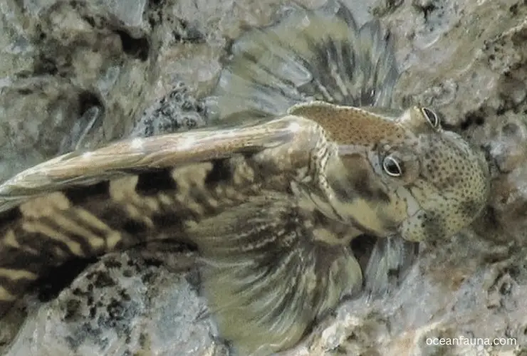 Pacific Leaping Blenny
