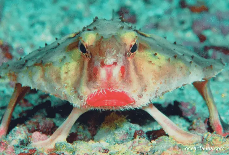 Red-lipped Batfish