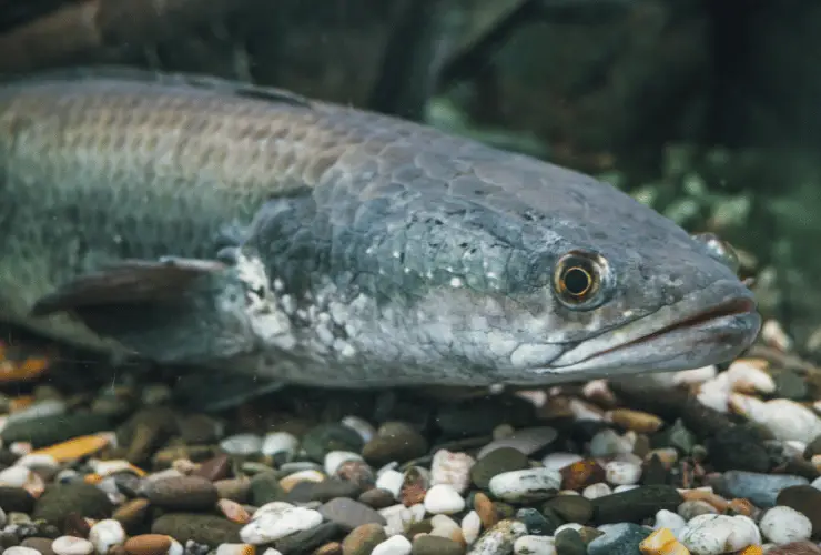 Snakehead fish