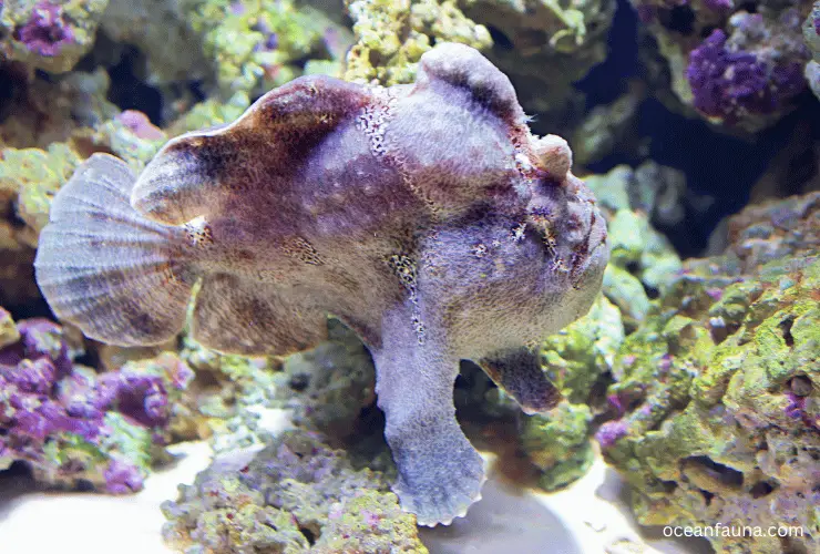 Warty-Frogfish