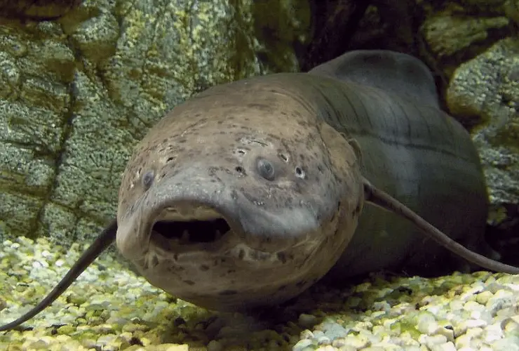 West African lungfish