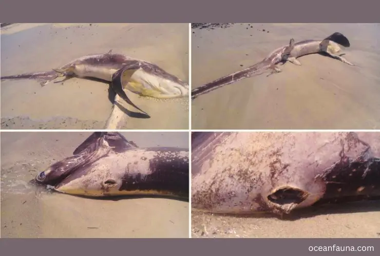 swordfish kill a shark by stabbing
