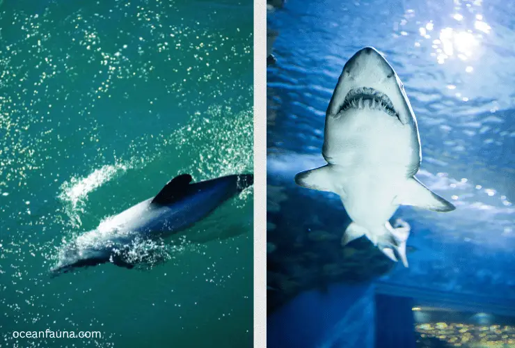dolphin and shark swim