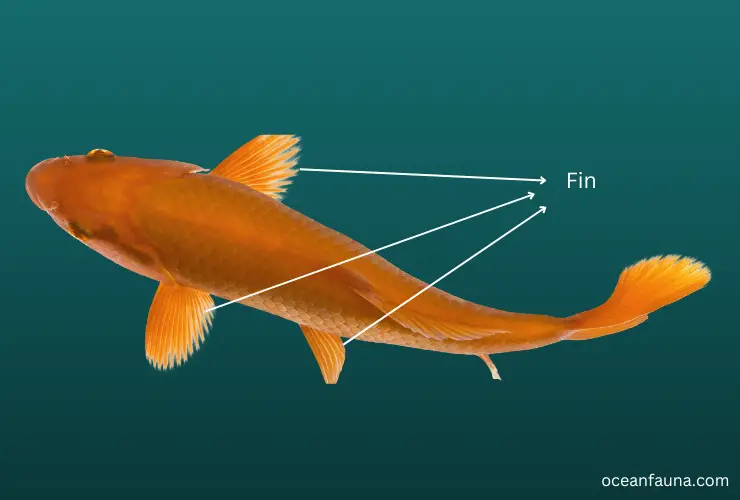 fins of fish