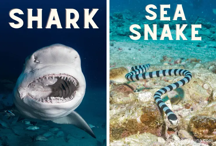 shark and snakes