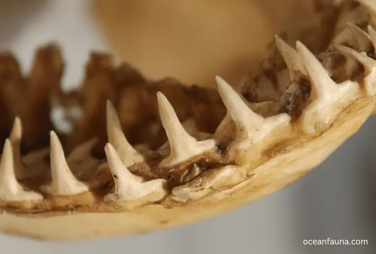 shark teeth fossil