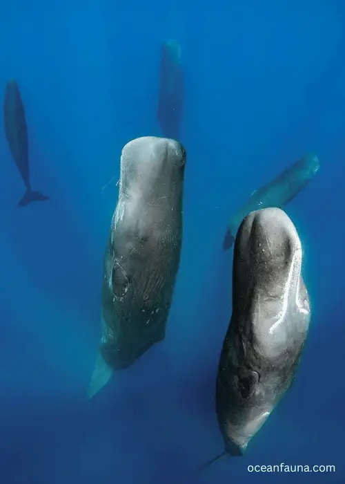 sperm whale sleeping