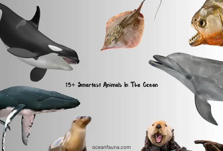 15+ Smartest Animals In The Ocean