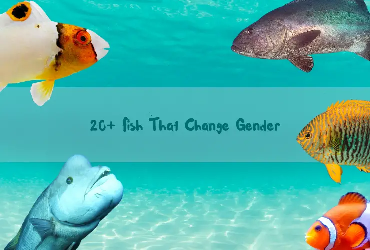 20+ Fish That Change Gender