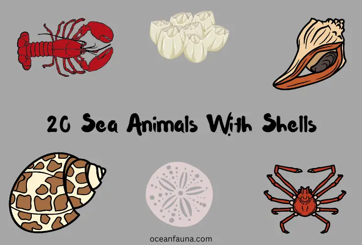 20-Sea-Animals-With-Shells