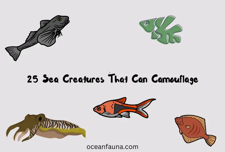 25 Sea Creatures That Can Camouflage