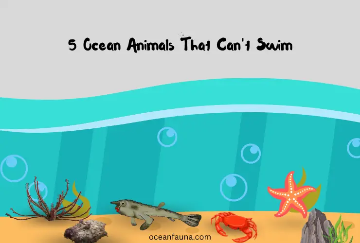 5-Ocean-Animals-That-Cant-Swim