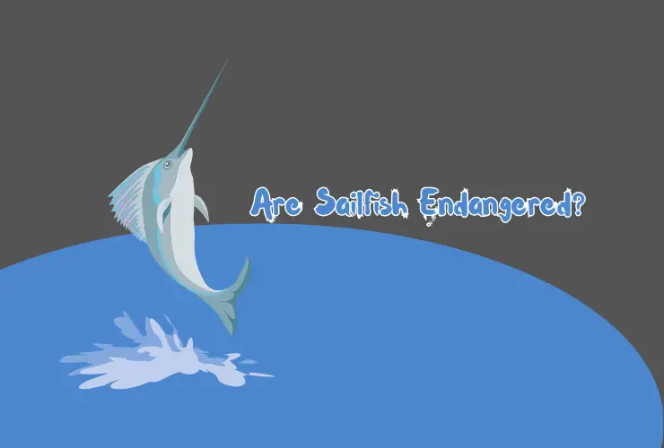 Are Sailfish Endangered
