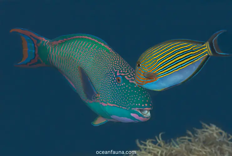 Bicolor-parrotfish