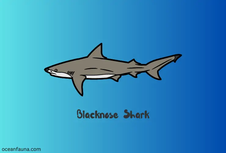blacknose sharks