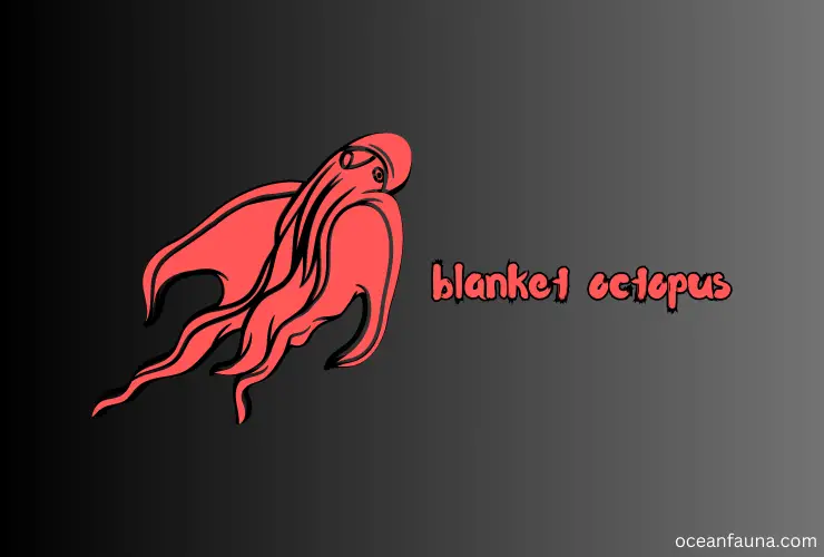 Blanket Octopus