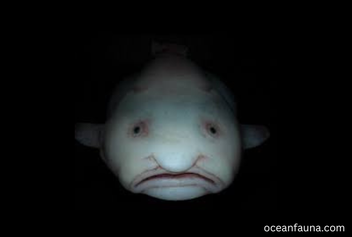 scariest fish in the world