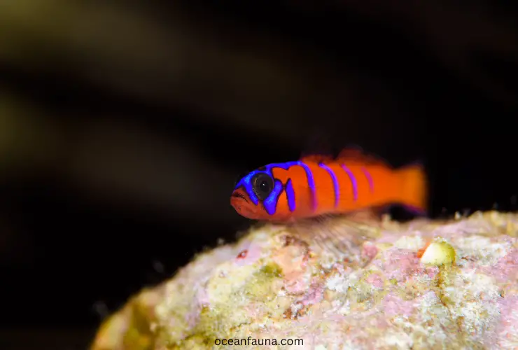 Bluebanded-goby