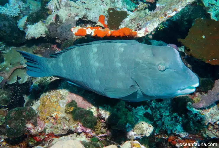 Bumphead-parrotfish