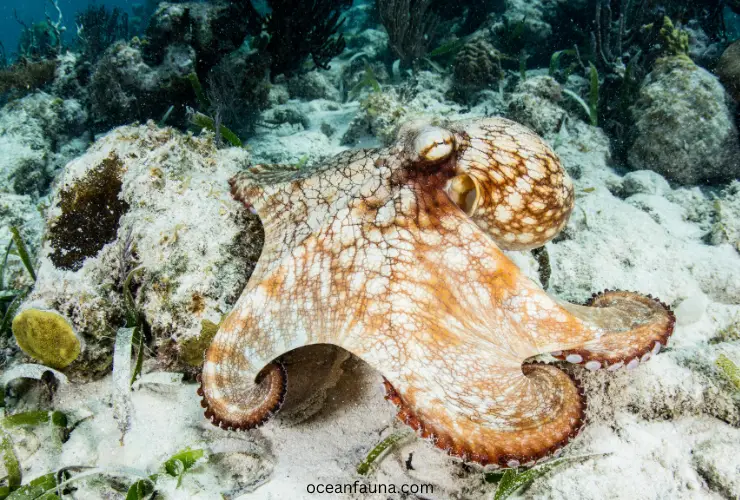 Caribbean-reef-octopus