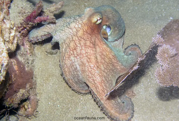 Caribbean-reef-octopus